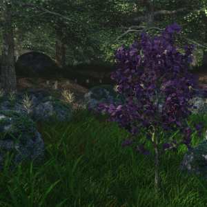 The Magical Place The Magical Place