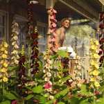 Cottage Garden Flowers – Hollyhocks Cottage Garden Flowers – Hollyhocks