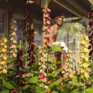 Cottage Garden Flowers – Hollyhocks Cottage Garden Flowers – Hollyhocks