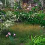 Ornamental Grass Plants and Groups for Daz Studio Ornamental Grass Plants and Groups for Daz Studio