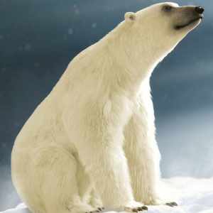 Polar Bear 2 by AM Polar Bear 2 by AM