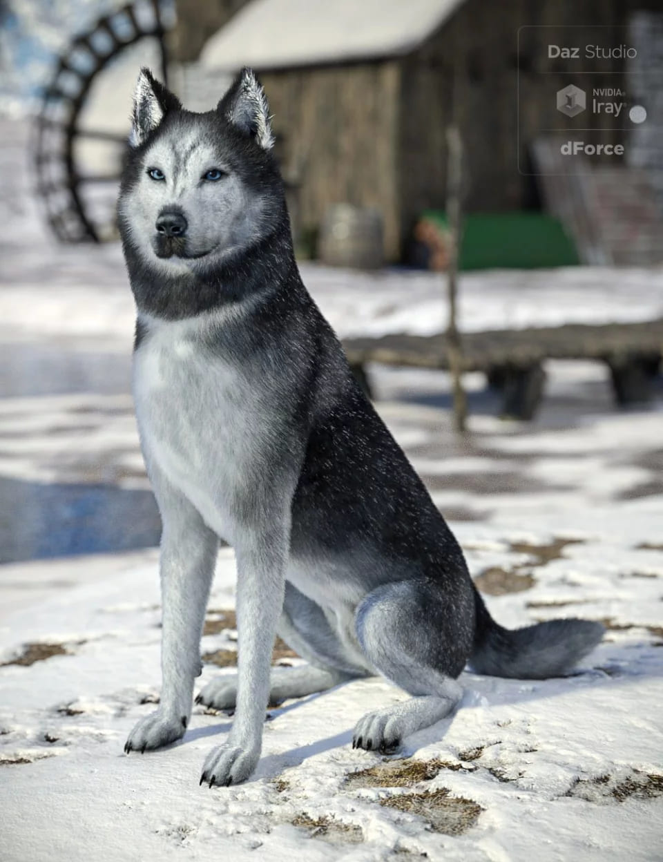 Husky for Daz Dog 8 Husky for Daz Dog 8
