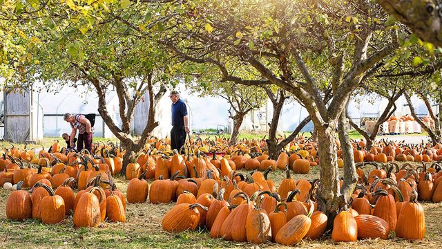 A vibrant pumpkin patch at harvest time, showcasing the heart of Oregon's threatened agritourism. (Jill Wellington) A vibrant pumpkin patch at harvest time, showcasing the heart of Oregon's threatened agritourism. (Jill Wellington)