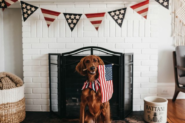 Stars, stripes, and puppy dog eyes. Happy 4th! (Camylla Battani) Stars, stripes, and puppy dog eyes. Happy 4th! (Camylla Battani)