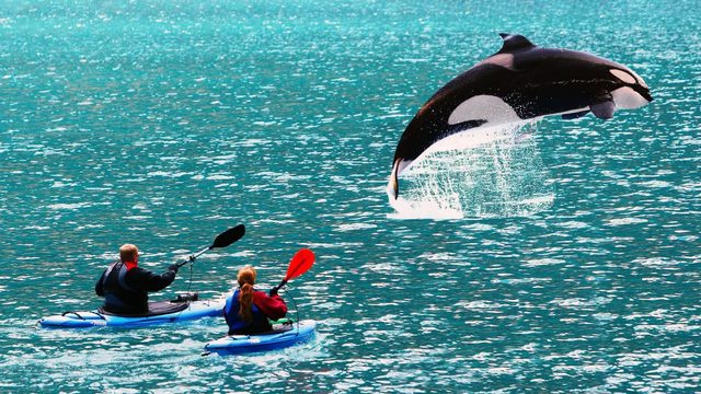 A moment of wonder: Humans and an orca share a fleeting bond as nature bridges the divide. A moment of wonder: Humans and an orca share a fleeting bond as nature bridges the divide.