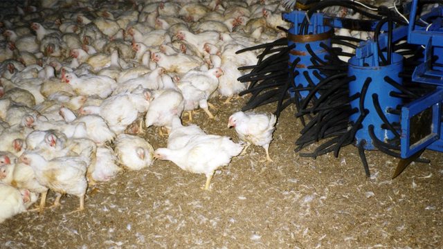 Mar-Jac Poultry’s facility, now under scrutiny for child labor violations after a teen’s fatal machine accident. Mar-Jac Poultry’s facility, now under scrutiny for child labor violations after a teen’s fatal machine accident.