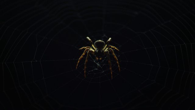 Spinning a web of illicit activity, this spider of the dark web just got caught in a Treasury-sized fly swatter. Spinning a web of illicit activity, this spider of the dark web just got caught in a Treasury-sized fly swatter.
