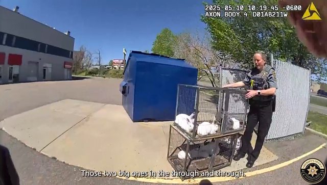 18 Rabbits Abandoned at a Dumpster in Golden, CO. 18 Rabbits Abandoned at a Dumpster in Golden, CO.