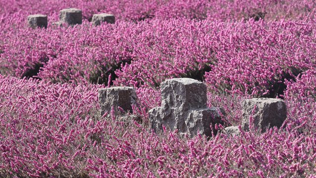 Rows of graves rest solemnly in a vibrant lavender field, symbolizing loss amid beauty. Rows of graves rest solemnly in a vibrant lavender field, symbolizing loss amid beauty.