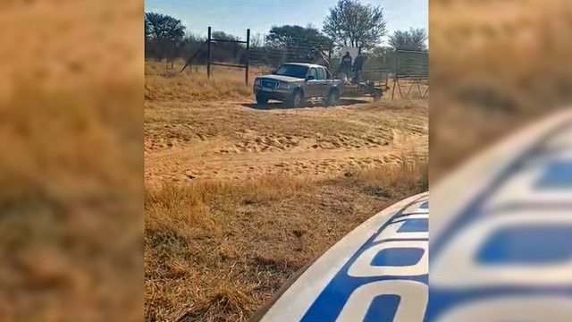 A pickup truck loaded with goods drives through the farm gates, scattering cattle and sheep, as police officers stand by, watching. A pickup truck loaded with goods drives through the farm gates, scattering cattle and sheep, as police officers stand by, watching.