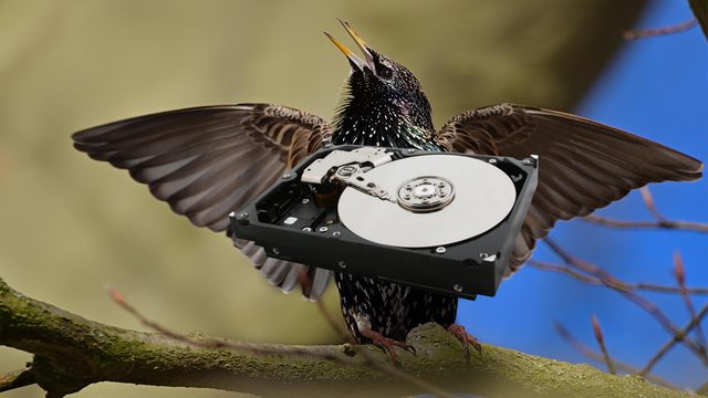 Mouth the starling sings a digital image, captured by ultrasonic microphones in a Louisville rescue, redefining nature’s tech potential. Mouth the starling sings a digital image, captured by ultrasonic microphones in a Louisville rescue, redefining nature’s tech potential.