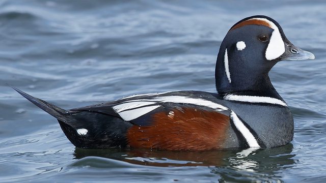 A vibrant harlequin duck, targeted in illegal hunts by Washington guide Branden Trager, symbolizes the wildlife protected under the Lacey Act. A vibrant harlequin duck, targeted in illegal hunts by Washington guide Branden Trager, symbolizes the wildlife protected under the Lacey Act.