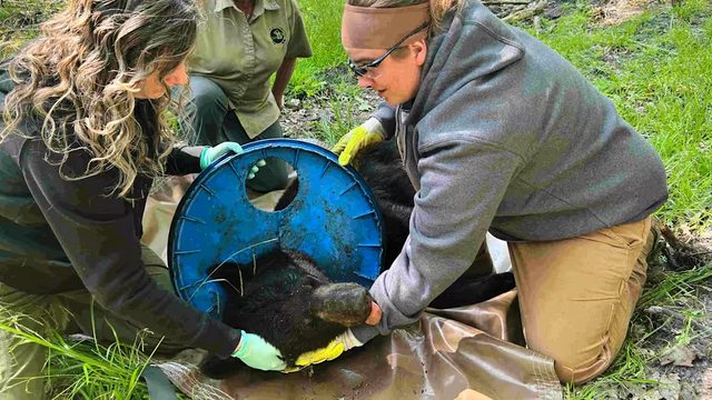 Michigan DNR staff Angela Kujawa, Sherry Raifsnider, and Miranda VanCleave remove a lid from an immobilized black bear's neck near Hillman, Michigan, on June 3, 2025. (Michigan Department of Natural Resources via AP) Michigan DNR staff Angela Kujawa, Sherry Raifsnider, and Miranda VanCleave remove a lid from an immobilized black bear's neck near Hillman, Michigan, on June 3, 2025. (Michigan Department of Natural Resources via AP)