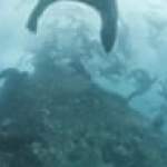 « Il y a un trésor biologique ici » : les phoques endémiques du Chili bénéficient d’une protection grâce à un nouveau parc marin | Océans « Il y a un trésor biologique ici » : les phoques endémiques du Chili bénéficient d’une protection grâce à un nouveau parc marin | Océans