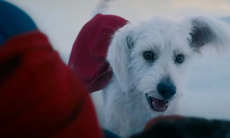 Krypto shines in a brand new lens of James Gunn Superman Krypto shines in a brand new lens of James Gunn Superman