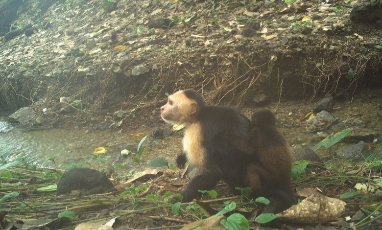 Capuchin is kidnapping baby how screams in strange, deadly new trend Capuchin is kidnapping baby how screams in strange, deadly new trend