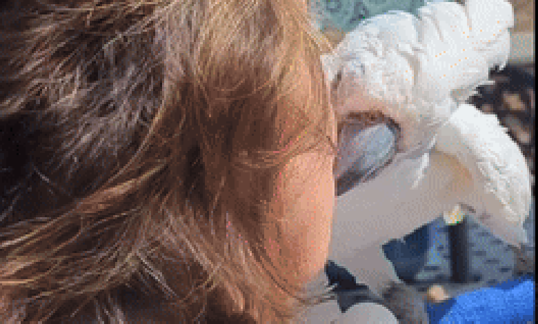 Cockatoo sees former owners recovering their vision for the first time in 10 years after surgery Cockatoo sees former owners recovering their vision for the first time in 10 years after surgery