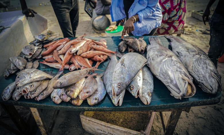 Senegalese fuel migration to Spain, a report found Senegalese fuel migration to Spain, a report found
