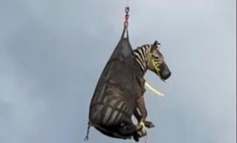 Caught out of control pet zebra in Tennessee Caught out of control pet zebra in Tennessee