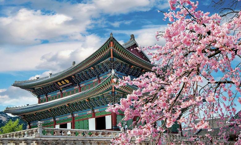 Where can I see Korean cherry blossoms Where can I see Korean cherry blossoms