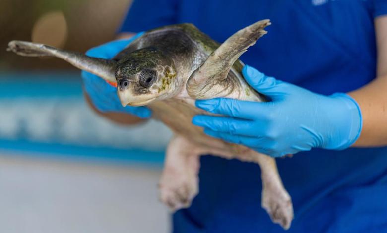 Turtle Rehabilitation Center Closed in Gumbo Limbo Turtle Rehabilitation Center Closed in Gumbo Limbo
