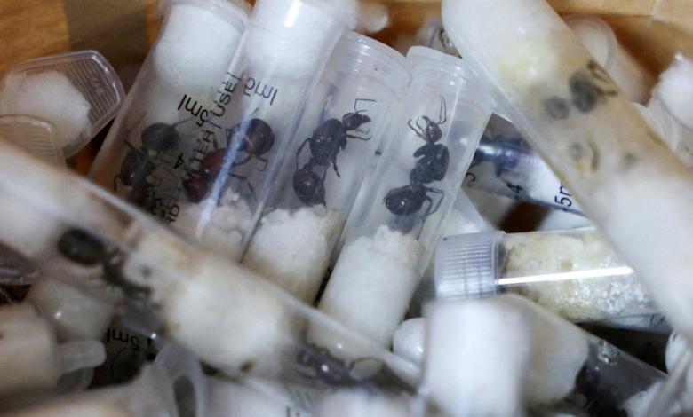 Gang sentenced to thousands of queen ants smuggling in Kenya Gang sentenced to thousands of queen ants smuggling in Kenya
