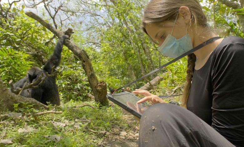 Wild chimpanzee shot using forest “first aid” Wild chimpanzee shot using forest “first aid”