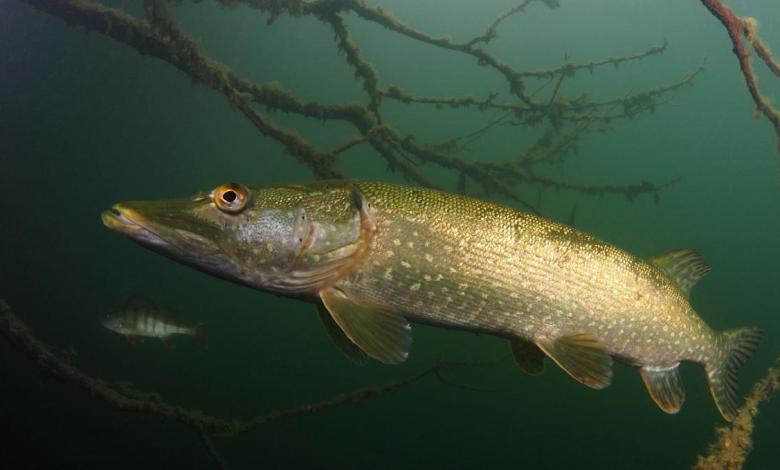 Experts track razor predators as it runs through the state’s hidden passages – this is the way local economy Experts track razor predators as it runs through the state’s hidden passages – this is the way local economy