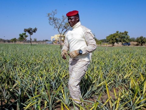 Le Capitaine Ibrahim Traoré visite un champ d’ananas Le Capitaine Ibrahim Traoré visite un champ d’ananas