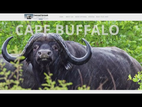 Dallas real estate executive killed by buffalo during South African hunting safari Dallas real estate executive killed by buffalo during South African hunting safari