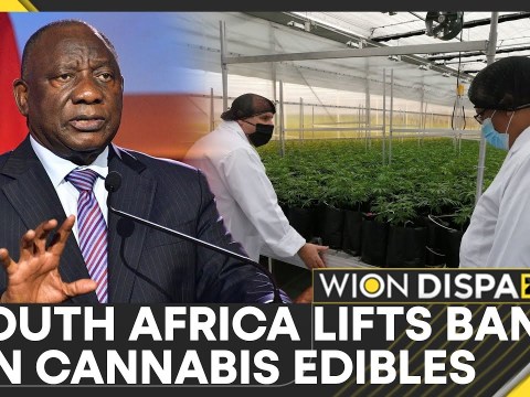 South Africa Withdraws Ban On Cannabis Food Products | World News | WION Dispatch South Africa Withdraws Ban On Cannabis Food Products | World News | WION Dispatch