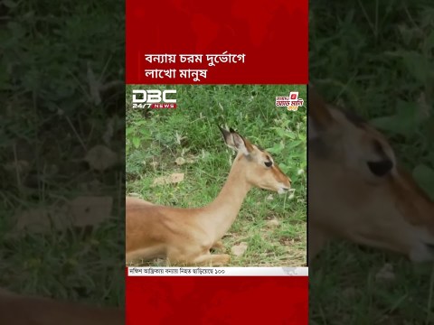 দক্ষিণ আফ্রিকায় বন্যায় নিহতের সংখ্যা ১০০ ছাড়ালো | South Africa Floods | DBC NEWS দক্ষিণ আফ্রিকায় বন্যায় নিহতের সংখ্যা ১০০ ছাড়ালো | South Africa Floods | DBC NEWS