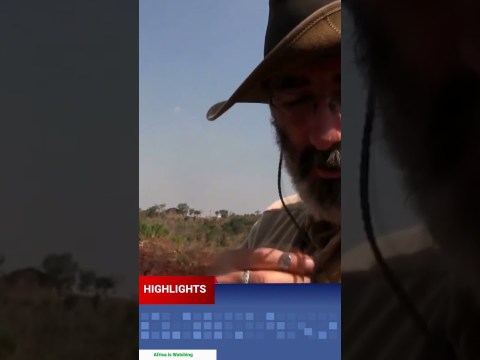 Here is some of the latest African News highlights #africanews Here is some of the latest African News highlights #africanews