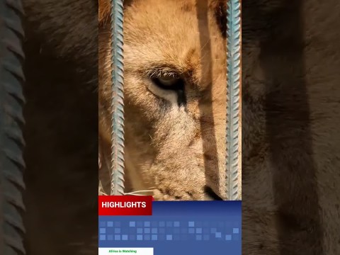 Here is your latest African News highlights #africanews Here is your latest African News highlights #africanews