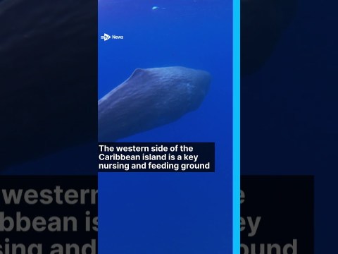 Tiny Caribbean island creates world’s first sperm whale reserve #news #stvnews #whale #nature #sea Tiny Caribbean island creates world’s first sperm whale reserve #news #stvnews #whale #nature #sea
