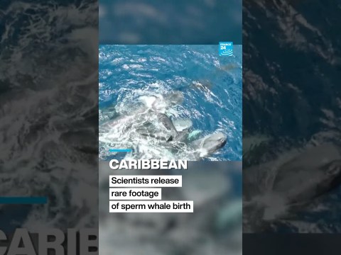 Caribbean: scientists release rare footage of sperm whale birth • FRANCE 24 English Caribbean: scientists release rare footage of sperm whale birth • FRANCE 24 English