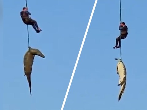 Shocking Moment Crocodile with Human Body in BELLY is Airlifted Shocking Moment Crocodile with Human Body in BELLY is Airlifted