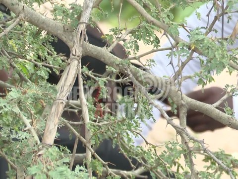 Illegal crossings between SA and Zim Illegal crossings between SA and Zim