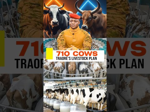 Ibrahim Traoré’s Livestock Plan Ibrahim Traoré’s Livestock Plan