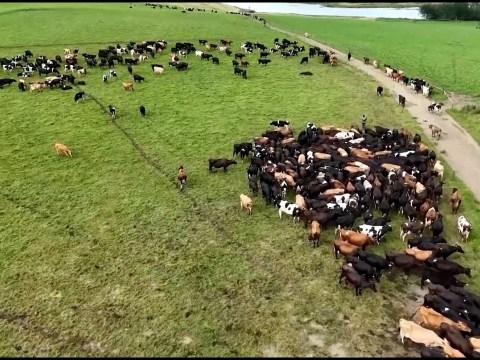 South African farmers count losses as foot-and-mouth surges South African farmers count losses as foot-and-mouth surges