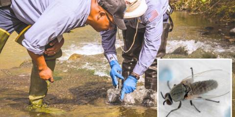 Black flies plague SoCal community — painful bites around eyes and neck reported for humans and animals Black flies plague SoCal community — painful bites around eyes and neck reported for humans and animals