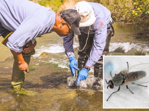 Black flies plague SoCal community — painful bites around eyes and neck reported for humans and animals Black flies plague SoCal community — painful bites around eyes and neck reported for humans and animals