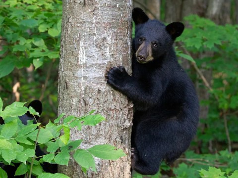 The US State That Is Home To The Most Black Bears In America The US State That Is Home To The Most Black Bears In America