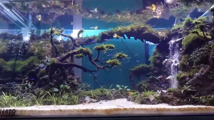 Aquascape YouTube: A Thriving Community For Underwater Art Aquascape YouTube: A Thriving Community For Underwater Art