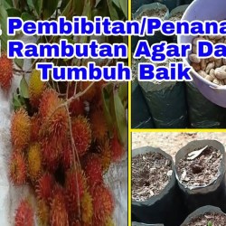 Cara Memasak Biji Rambutan Dari Limbah Buah Menjadi Hidangan Lezat Cara Memasak Biji Rambutan Dari Limbah Buah Menjadi Hidangan Lezat