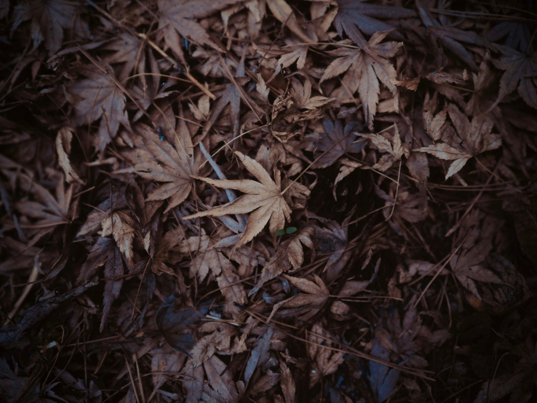 韓國跟團強迫購物攻略:李婉如教你避開陷阱! 韓國跟團強迫購物攻略:李婉如教你避開陷阱!