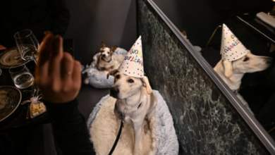 “يجب أن تأكل الكلاب مثل البشر”: افتتاح مطعم الكلاب الراقية في روما |  إيطاليا “يجب أن تأكل الكلاب مثل البشر”: افتتاح مطعم الكلاب الراقية في روما |  إيطاليا