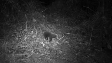 أشواك القنفذ وخطم آكل النمل: حيوان ثديي إندونيسي يُرى لأول مرة منذ 60 عامًا |  إندونيسيا أشواك القنفذ وخطم آكل النمل: حيوان ثديي إندونيسي يُرى لأول مرة منذ 60 عامًا |  إندونيسيا