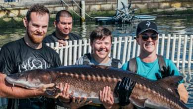 “مثل جناح الولادة”: كيف يمكن لتدليك الأسماك إنتاج “كافيار لا يقتل” | بيئة “مثل جناح الولادة”: كيف يمكن لتدليك الأسماك إنتاج “كافيار لا يقتل” | بيئة