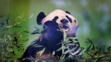 “نجم الروك للحيوان”: الباندا في حديقة حيوان إدنبره تعود إلى الصين |  حدائق الحيوان “نجم الروك للحيوان”: الباندا في حديقة حيوان إدنبره تعود إلى الصين |  حدائق الحيوان